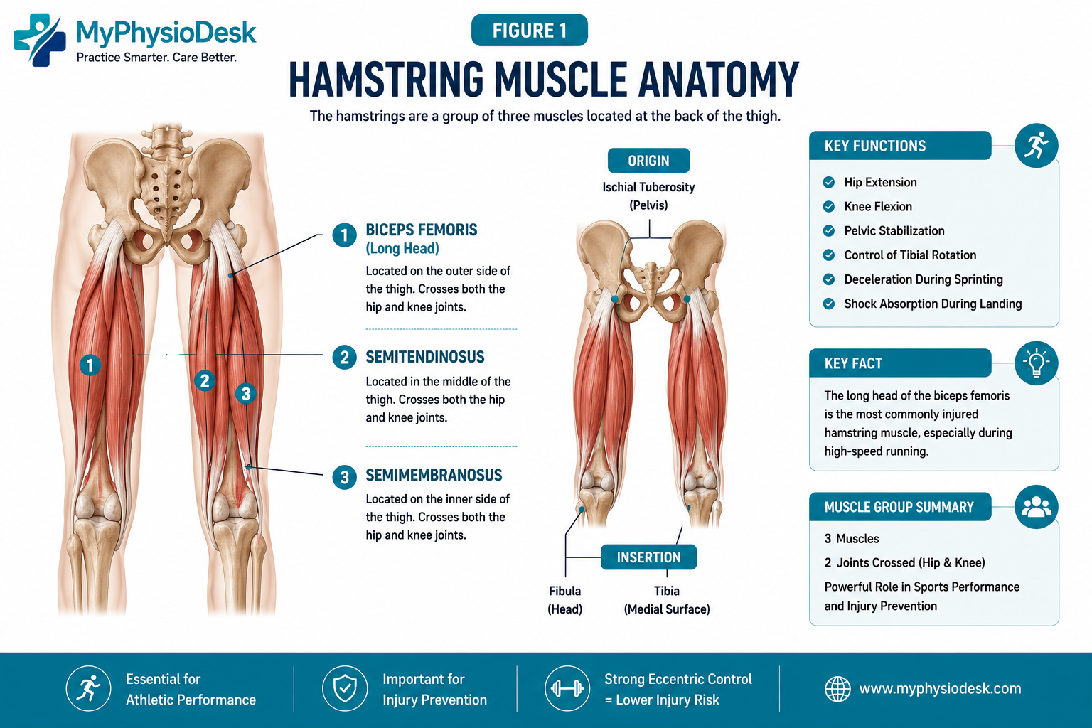 Hamstring muscle anatomy showing biceps femoris semitendinosus and semimembranosus muscles