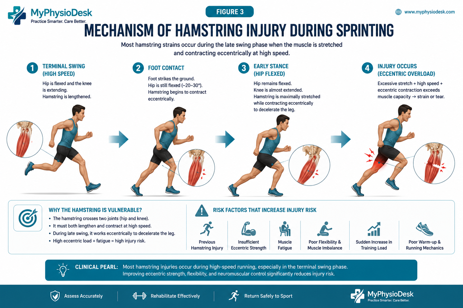 Mechanism of hamstring injury during sprinting